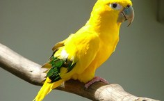 Animais são uma das paixões de Bruno: "Desde cedo eu já sabia que iria trabalhar com animais"