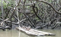 Bruno fotografou embarcações do litoral norte ao litoral sul de Alagoas