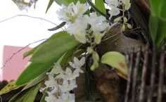 Amor pela natureza, em especial pelas flores, ajudou professor Wilson Porto a superar um dos momentos mais difíceis (Foto: Jônatas Medeiros / Ascom Ufal)