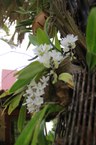 Amor pela natureza, em especial pelas flores, ajudou professor Wilson Porto a superar um dos momentos mais difíceis (Foto: Jônatas Medeiros / Ascom Ufal)