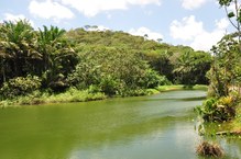 A beleza do Lago dos Jacarés