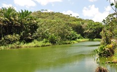 A beleza do Lago dos Jacarés