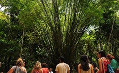 Bambus dão um toque especial às trilhas existentes