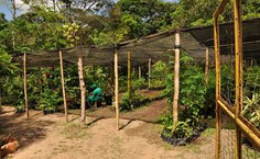 Canteiros de mudas que arborizam a cidade de Maceió