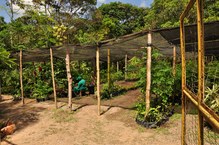 Canteiros de mudas que arborizam a cidade de Maceió