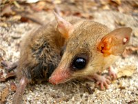 Pesquisadora coordena banco de dados inédito sobre mamíferos na Caatinga