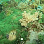 Pesquisadores identificam corais como vetores de bioinvasão marinha