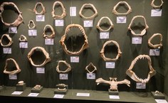 2º Ciclo do PAN Tubarões