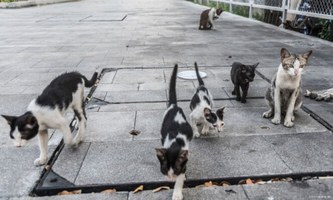 Pesquisas em Medicina Veterinária da Ufal embasam políticas públicas
