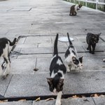 Pesquisas em Medicina Veterinária da Ufal embasam políticas públicas