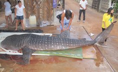 Pesquisas com tubarões na Unidade Penedo