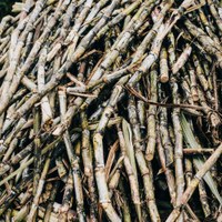 Ufal participa do 38º Simpósio da Agroindústria da Cana-de-Açúcar