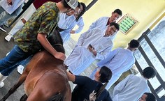 Aulas de campo na Unidade de Ensino e Hospital Veterinário Fazenda São Luiz - Ufal Viçosa/AL