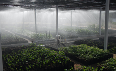 Reserva Mato da Onça concorre com outras 15 iniciativas ao TEP – The Earthshot Prize 2024 (Foto: Carlos Ribeiro Jr.)