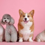 Hospital Veterinário da Ufal atenderá pets dos servidores, confira informações