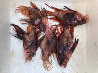 Ações vizam reduzir impactos e implementar manejo do peixe-leão