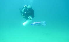 Ações vizam reduzir impactos e implementar manejo do peixe-leão