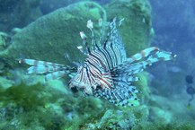 Ações vizam reduzir impactos e implementar manejo do peixe-leão