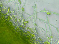 O pesquisador trabalha com fungos (leveduras e bolores) e microalgas na condução de bioprocessos