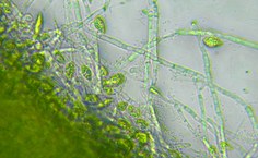 O pesquisador trabalha com fungos (leveduras e bolores) e microalgas na condução de bioprocessos