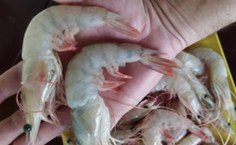 Um terço das pesquisas contempladas são da Unidade Educacional de Penedo