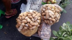 Plantas silvestres alimetícias têm sua importância do ponto de vista nutricional e ecológico por fazerem parte de ecossistemas florestais