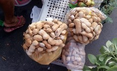 Plantas silvestres alimetícias têm sua importância do ponto de vista nutricional e ecológico por fazerem parte de ecossistemas florestais