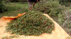 Pimenta rosa