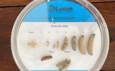 Estágios de vida de Galleria mellonella
