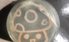 Modelo in vitro de cultivo celular no Lamam