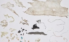 Plástico retirado de uma tartaruga verde que morreu devido a sua ingestão..jpg