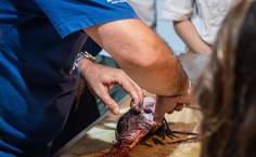 Professor Cláudio Buia em treinamento de mergulhadores sobre o peixe-leão
