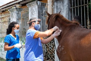 Programa de Acolhimento de Animais vacina cerca de 50 equinos em Bebedouro