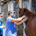 Programa de Acolhimento de Animais vacina cerca de 50 equinos em Bebedouro