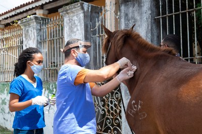 Atendimentos foram realizados por profissionais e estudantes de Veterinária, Zootecnia e Administração da Ufal