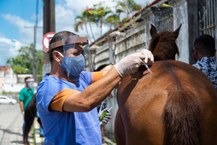 Atendimentos foram realizados por profissionais e estudantes de Veterinária, Zootecnia e Administração da Ufal