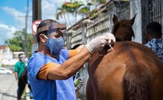 Atendimentos foram realizados por profissionais e estudantes de Veterinária, Zootecnia e Administração da Ufal