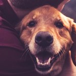 Comissão de Ética seleciona pessoas para representar sociedade protetora de animais