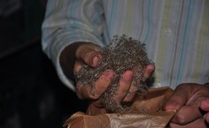 Sementes desenvolvidas no banco de germoplasma