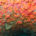 Pesquisador pede colaboração para comunicar registros do Coral Sol