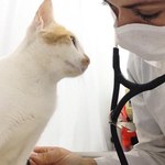 Pesquisadores alertam para o risco de vacinas anti-cio em cadelas e gatas