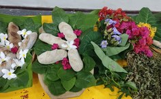 Alimentos feitos com Panc´s