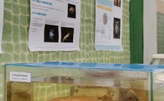 Exposição gratuita no MHN será nestas terça e quarta (17 e 18)