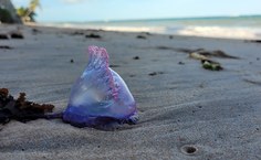 Exposição gratuita no MHN será nestas terça e quarta (17 e 18)