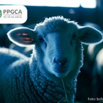 Pós-graduação em Ciência Animal realiza 1º Simpósio em novembro