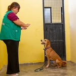 Documentário marca os quatro anos do Programa de Apoio aos Animais