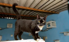 Documentário marca os quatro anos do Programa de Apoio aos Animais