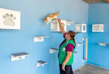 Documentário marca os quatro anos do Programa de Apoio aos Animais