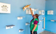 Documentário marca os quatro anos do Programa de Apoio aos Animais