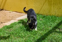 Documentário marca os quatro anos do Programa de Apoio aos Animais